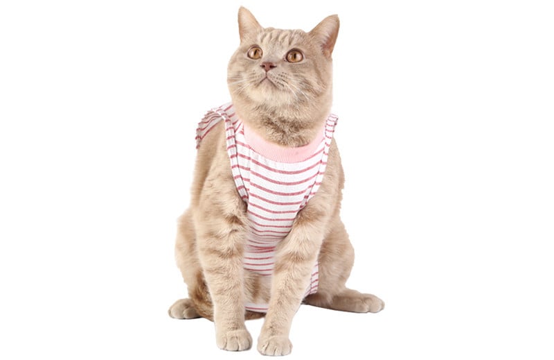 Weaning Clothes for Female Cats - Breathable & Thin