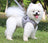 Pawfect Picks Hub gray plaid dog harness and leash set worn by a fluffy white Pomeranian in a park