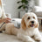 SteamEase 3-in-1 pet grooming brush used on a fluffy dog at home